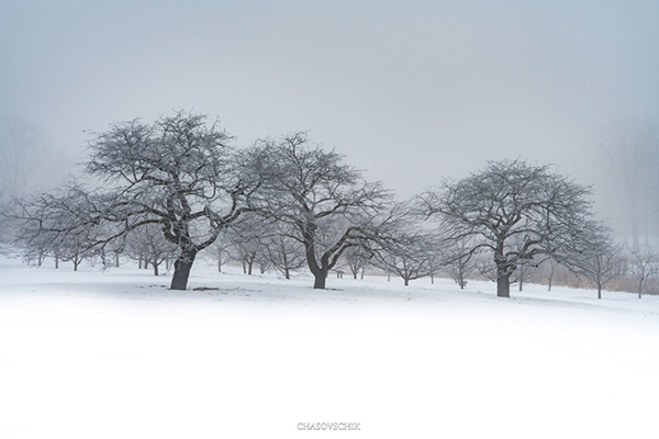 2018-01-09 Arboretum Fog 025s.jpg